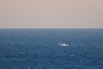 Obraz premium humpback whale