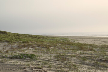 海岸沿いの砂浜に広がる草と穏やかな波