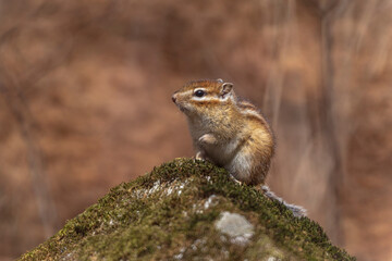 The chipmunk looks off into the distance