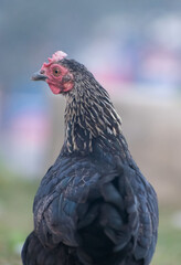 Close-up of a domestic chicken with detailed feathers and vibrant red comb, standing in a farmyard.