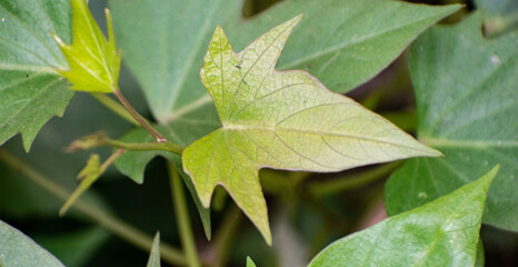 Close-up of sweet potato leaves with detailed veining and a deep green hue, thriving in a cultivated field.