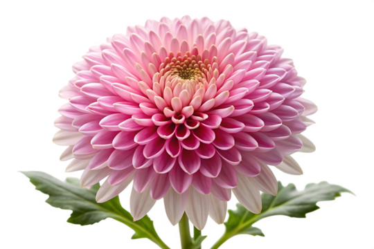 chrysanthemum flower isolated on transparent background image