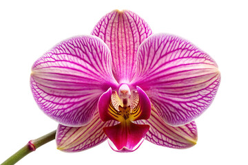 orchid flower image isolated on transparent