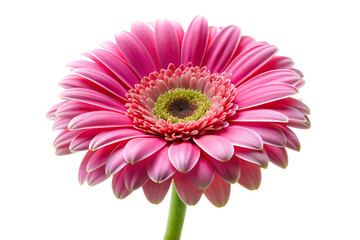 pink gerbera flower image isolated on transparent
