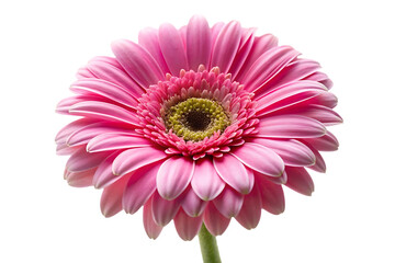 pink gerbera flower image isolated on transparent background
