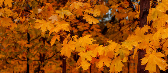 Bright Autumn Maple Leaves on Trees in a Forest Background