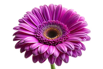 purple gerbera flower image isolated on white