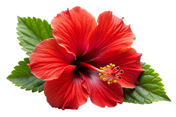 red hibiscus flower image isolated on transparent