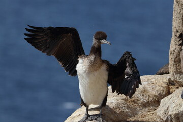 cormorant