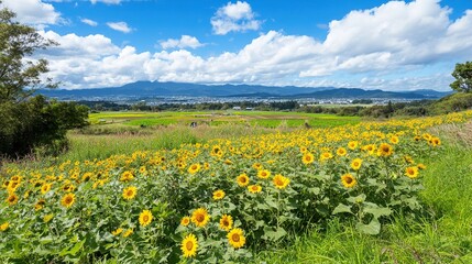 Sunflowers blooming hillside, scenic rural Japan