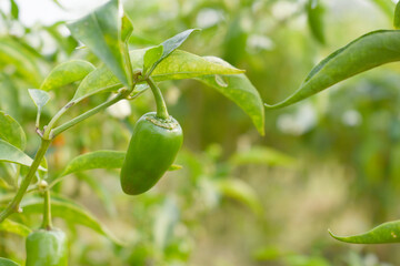 fresh green chili on plant closeup, chili plants in organic farming, Chilies closeup in field,...