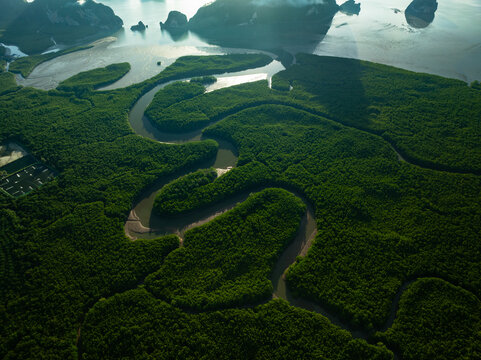 Amazing abundant mangrove forest, Aerial view of forest trees Rainforest ecosystem and healthy environment background, Texture of green trees forest top down, High angle view