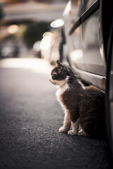 Thoughtful Stray Cat Sitting by Parked Car on an Urban Street, Gazing into the Distance in Warm...