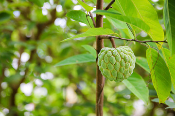 Custard apple fresh fruit on tree