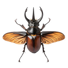 Rhinoceros beetle in isolate background