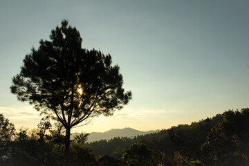 Silhouette of a single pine tree with backlit sun at sunset on mountain region background in horizontal orientation