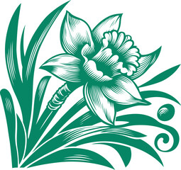 Narcissus stylized in vector