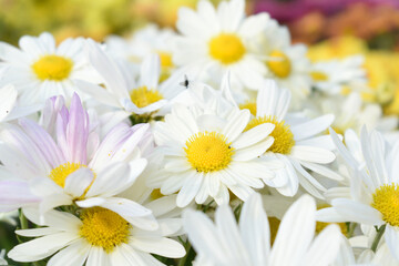 white Common daisy beautiful flowers with blur green background in garden, White beautiful daisies on a field in green grass, Oxeye daisy, Leucanthemum vulgare, Daisies, Dox-eye, Dog daisy in nature