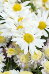 white Common daisy beautiful flowers with blur green background in garden, White beautiful daisies on a field in green grass, Oxeye daisy, Leucanthemum vulgare, Daisies, Dox-eye, Dog daisy in nature