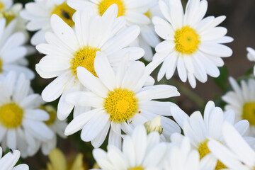 white Common daisy beautiful flowers with blur green background in garden, White beautiful daisies on a field in green grass, Oxeye daisy, Leucanthemum vulgare, Daisies, Dox-eye, Dog daisy in nature