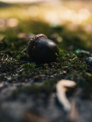 Acorn on the ground