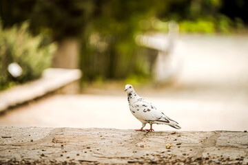 Elegant White Pigeon with Black Markings Standing on a Stone Path in a Scenic Park Setting