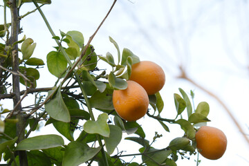 ripe small little oranges on tree in garden, close-up of a beautiful orange tree with green oranges, fruit hanging on a plant in garden, Close-up of small little ripe oranges hanging on a tree closeup