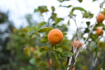 ripe small little oranges on tree in garden, close-up of a beautiful orange tree with green oranges, fruit hanging on a plant in garden, Close-up of small little ripe oranges hanging on a tree closeup