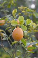 ripe small little oranges on tree in garden, close-up of a beautiful orange tree with green oranges, fruit hanging on a plant in garden, Close-up of small little ripe oranges hanging on a tree closeup