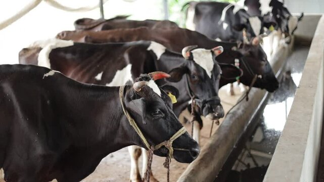 Panoramic view of the cow farm interior