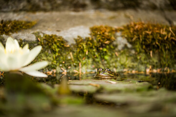 Green Frog Partially Submerged in a Pond, Peeking Above the Water with a White Water Lily in the Foreground