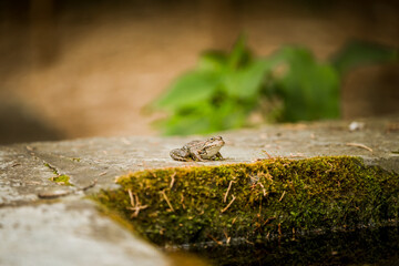 Small Green Frog Sitting on a Mossy Stone Near a Tranquil Pond