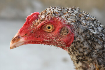 A rooster with a red comb and beak stands in front of a wall, Portrait of a rooster face closeup, Aseel rooster closeup, rooster's head. Sharp eyes with hard beak and red crested, chicken face closeup