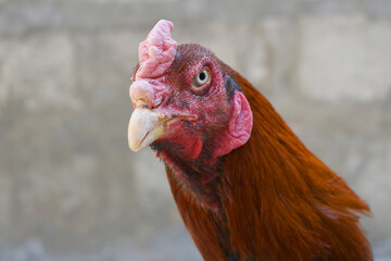 A rooster with a red comb and beak stands in front of a wall, Portrait of a rooster face closeup, Aseel rooster closeup, rooster's head. Sharp eyes with hard beak and red crested, chicken face closeup