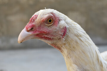A rooster with a red comb and beak stands in front of a wall, Portrait of a rooster face closeup, Aseel rooster closeup, rooster's head. Sharp eyes with hard beak and red crested, chicken face closeup