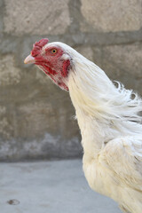 A rooster with a red comb and beak stands in front of a wall, Portrait of a rooster face closeup, Aseel rooster closeup, rooster's head. Sharp eyes with hard beak and red crested, chicken face closeup