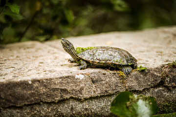 Turtle basking on a stone ledge covered in moss and algae, enjoying the warmth of the sun in a lush natural habitat, with a blurred green background creating a serene and tranquil wildlife scene