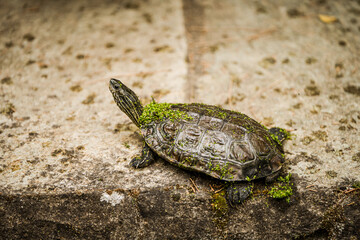 Turtle resting on a textured stone surface, its shell covered in green moss and algae, blending into the natural surroundings, captured in a serene wildlife setting with soft earthy tones and fine det