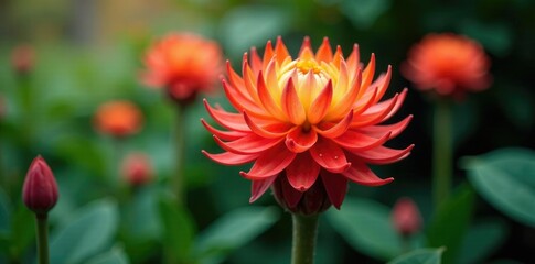 Inflorescence of Aechmea fasciata with long-lasting flowers, long lasting flowers, flower