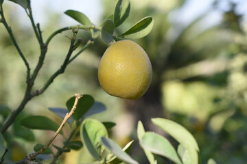 unripe small little green oranges on tree, close-up of a beautiful orange tree with green oranges, fruit hanging on a plant in garden, Close-up of small little unripe oranges hanging on a tree closeup