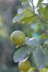 unripe small little green oranges on tree, close-up of a beautiful orange tree with green oranges, fruit hanging on a plant in garden, Close-up of small little unripe oranges hanging on a tree closeup