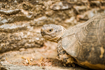 Close-up of a tortoise with detailed textured skin and shell, resting against a rugged stone wall in a dry outdoor habitat, showcasing intricate patterns and earthy tones in a natural environment
