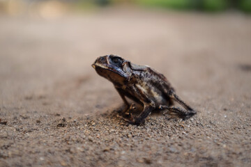 Dry season and high temperature low humidity a dried asian common toad dessecate to carcass on sand