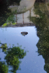 Freshwater turtle or terrapin surfacing it's head and snout on clear reflection water surface close up shot in vertical orientation 