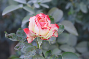 Beautiful pink white rose flower closeup in garden, A very beautiful pink white yellow rose flower bloomed on the rose tree, Rose flower closeup, bloom flowers, Natural spring flower floral background