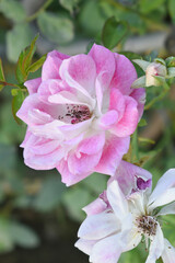 Beautiful pink white rose flower closeup in garden, A very beautiful pink white yellow rose flower bloomed on the rose tree, Rose flower closeup, bloom flowers, Natural spring flower floral background