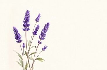 Naklejka premium minimalist hand-painted watercolor lavender sprigs on warm off-white textured background, soft brushstrokes, calming spring elegance