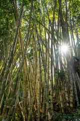Fototapeta premium trees in the forest