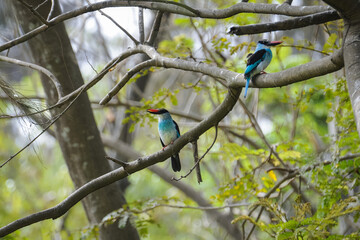 Les martins-chasseurs