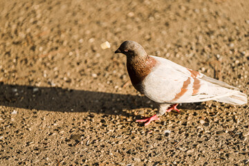 Pigeon on Gravel Ground with Flying Breadcrumb in Warm Sunlight